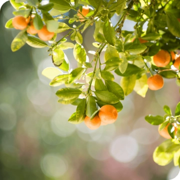 orange tree